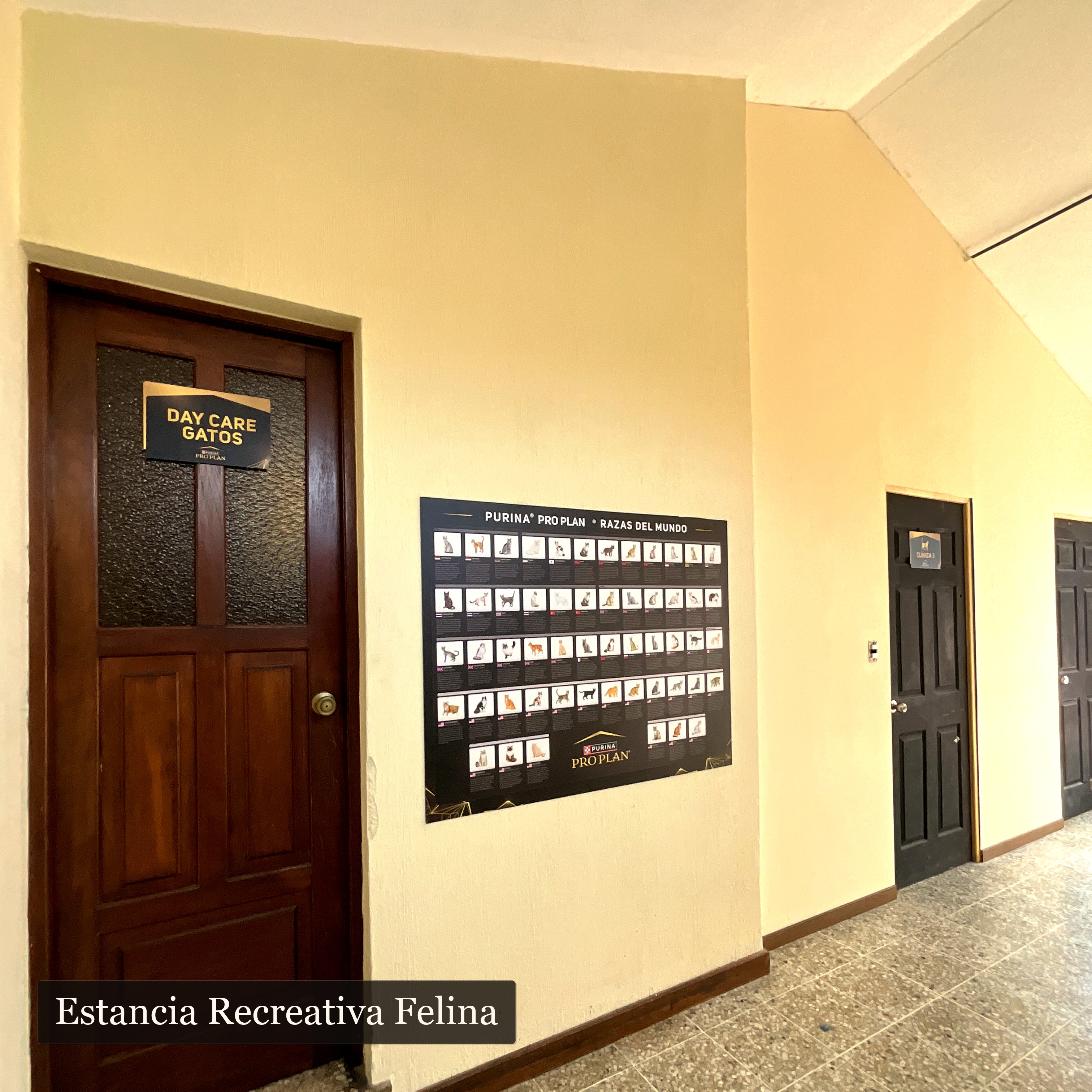 /static/images/daycare/galeria/DaycareGatos1.jpg