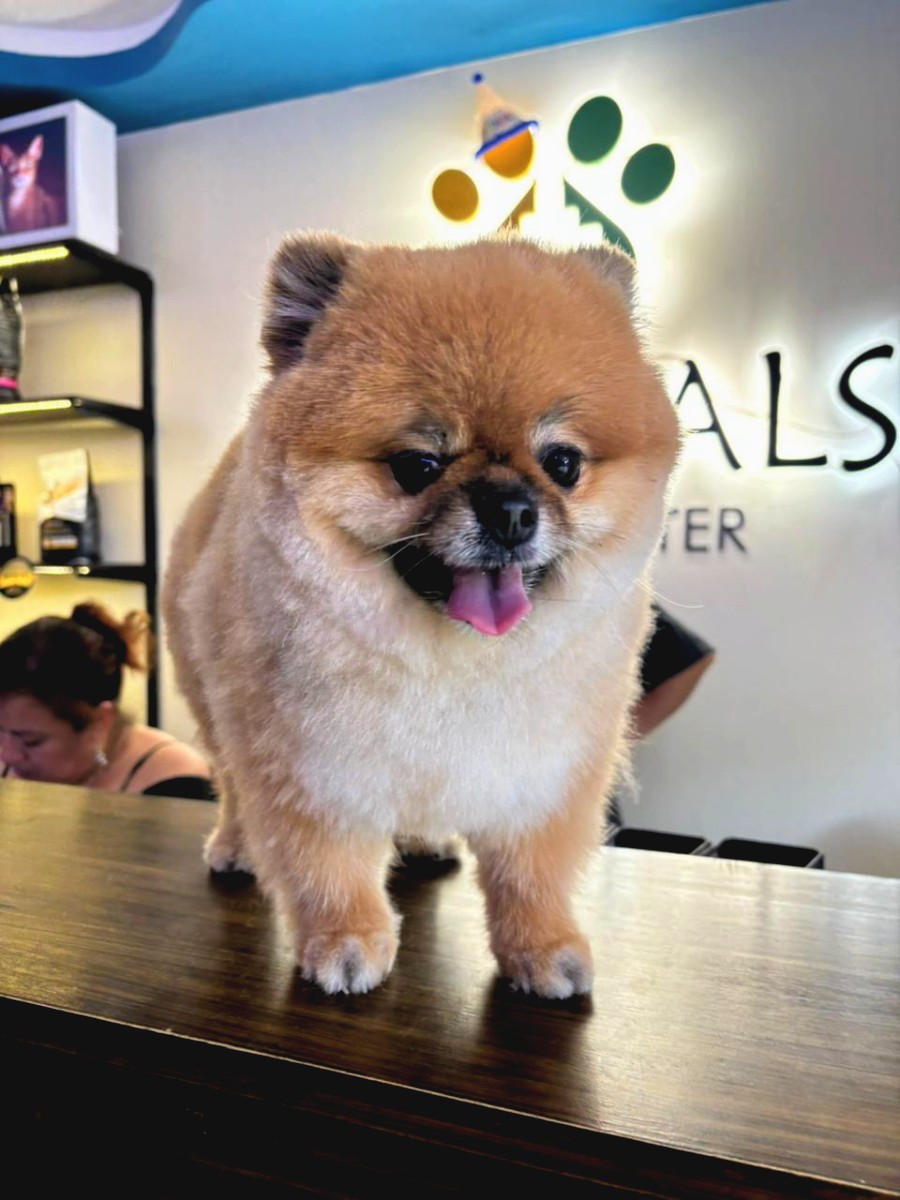 Mascota 1