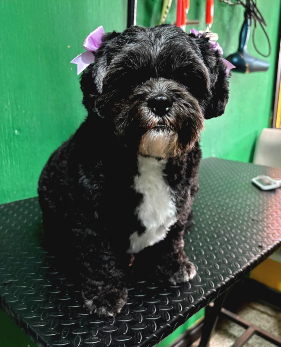 Mascota 1